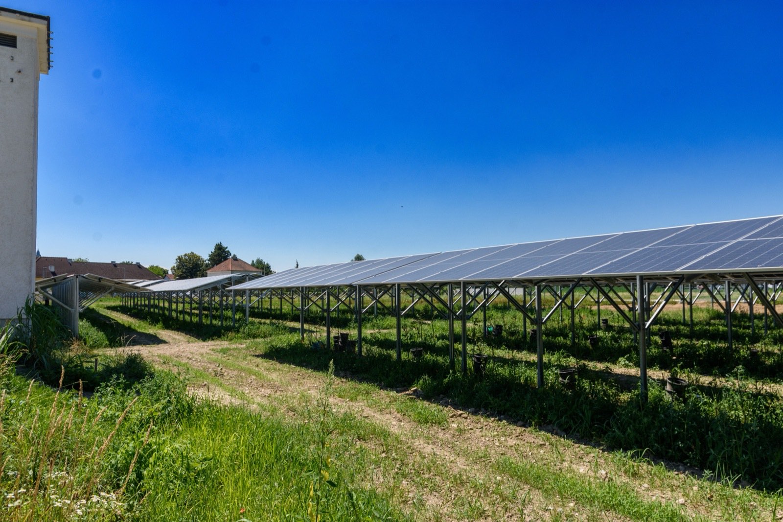 Die Agri-PV-Anlage Schäferhof Enns von der Seite, mit Kulturen zwischen den Modulreihen