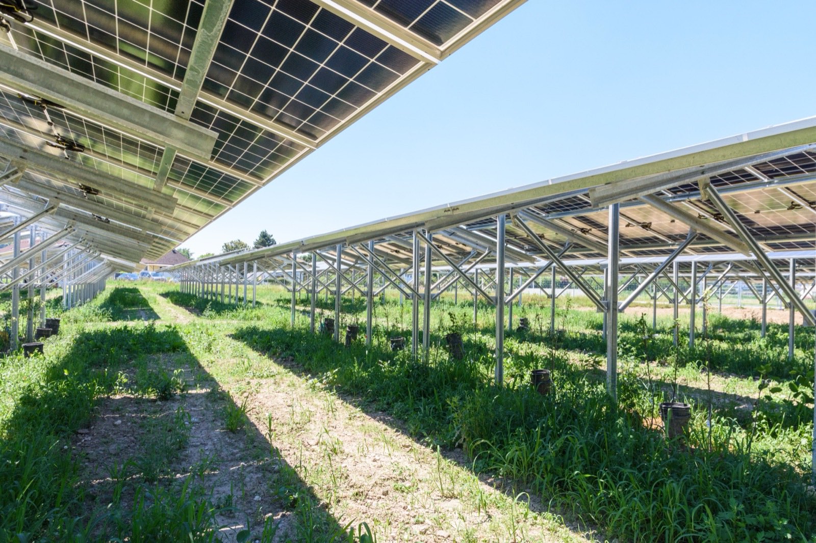 Blick unter die Agri-PV-Anlage am Schäferhof Enns: Baumschulkulturen wachsen zwischen den Stützen, darüber die bifazialen Module