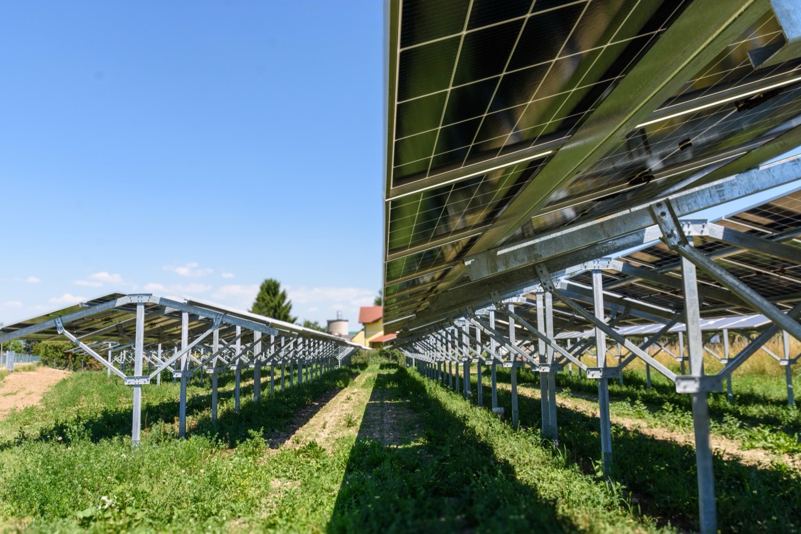 Unter der Agri-PV-Anlage Schäferhof Enns: bifaziale Module in Ost-West-Ausrichtung auf verzinkter Ständerkonstruktion, darunter bewachsene Reihen